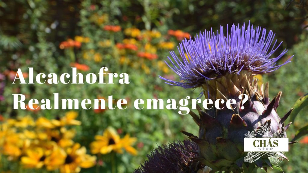 Alcachofra realmente emagrece?