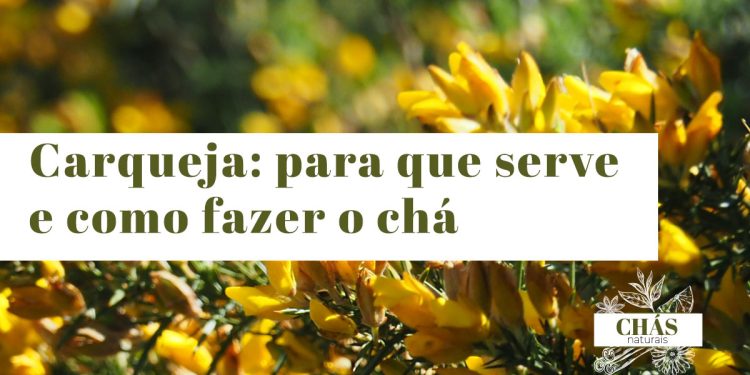 Carqueja: para que serve e como fazer o chá