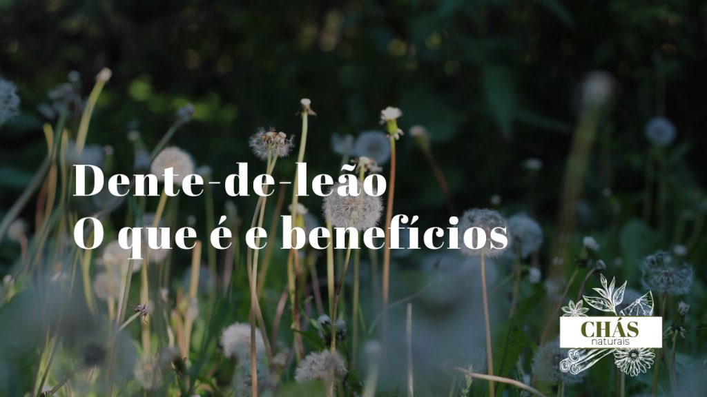 Dente-de-leão em ambiente natural