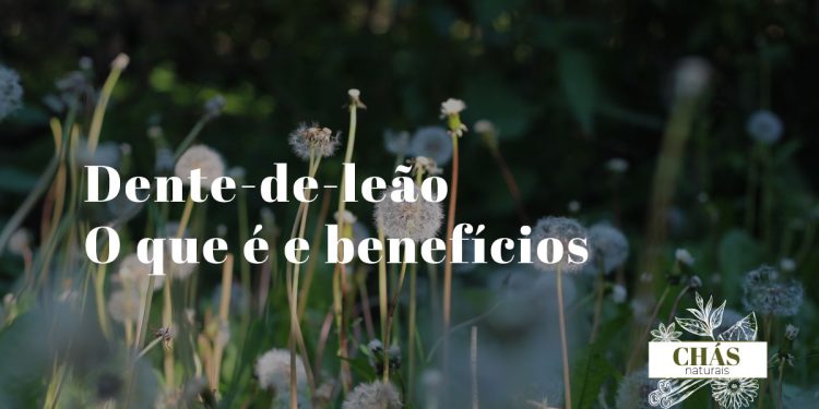 Dente-de-leão em ambiente natural