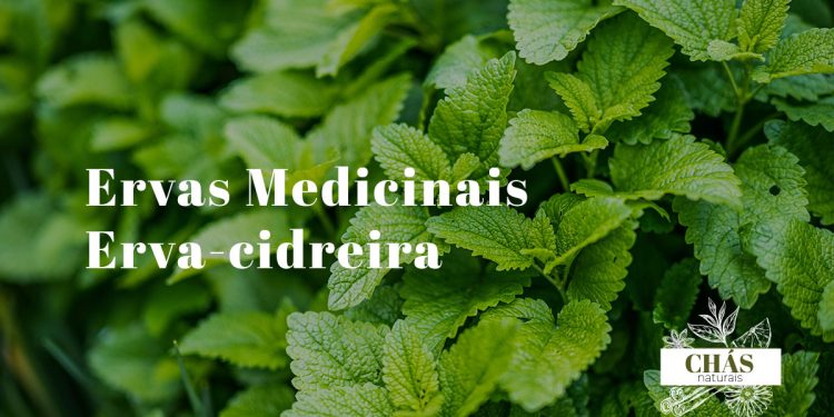 Erva-cidreira benefícios medicinais