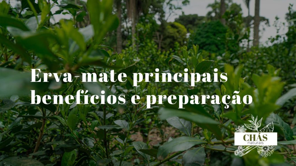 Erva-mate principais benefícios e preparação