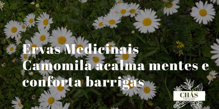 Camomila erva medicinal