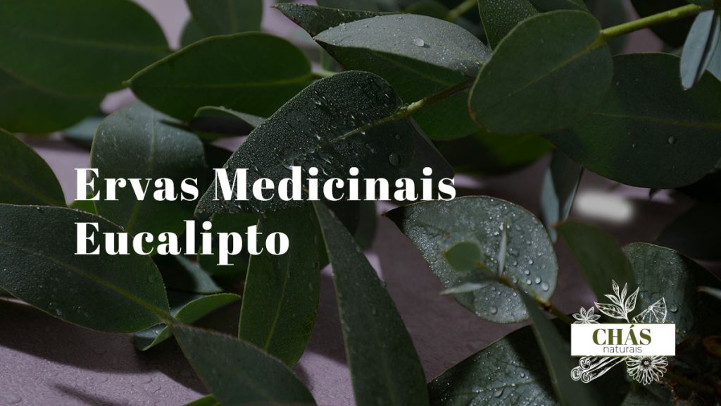 Ervas Medicinais Eucalipto