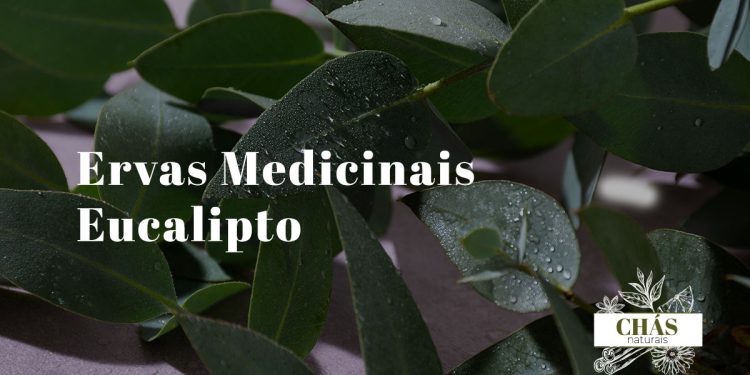 Ervas Medicinais Eucalipto