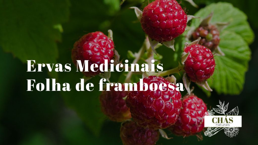 Folha de framboesa