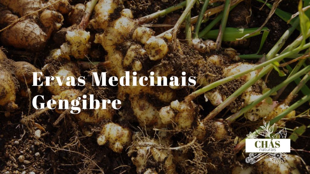 Gengibre