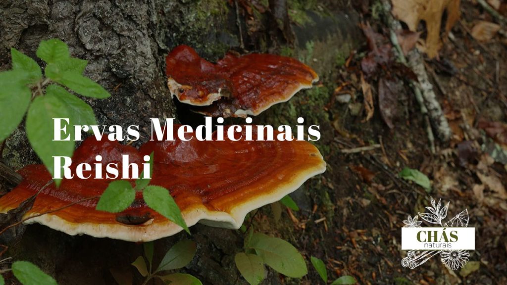 reishi