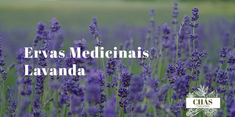 Lavanda