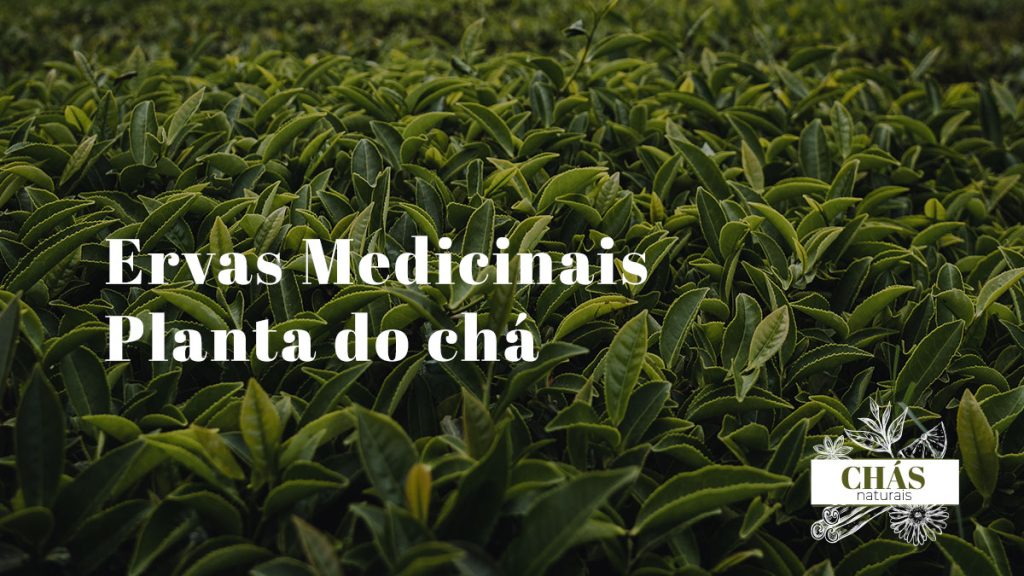 Planta do chá