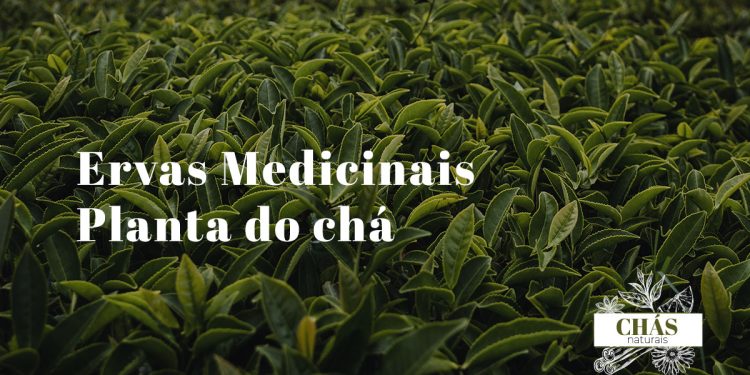 Planta do chá