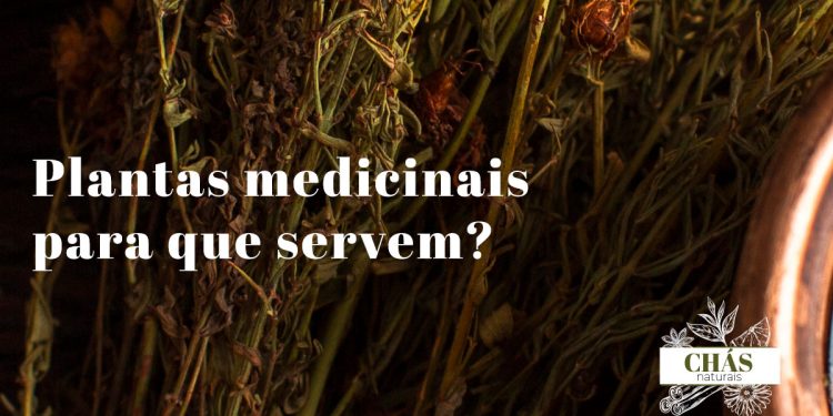 13 Plantas Medicinais: Benefícios, Para que Servem e Como Usar