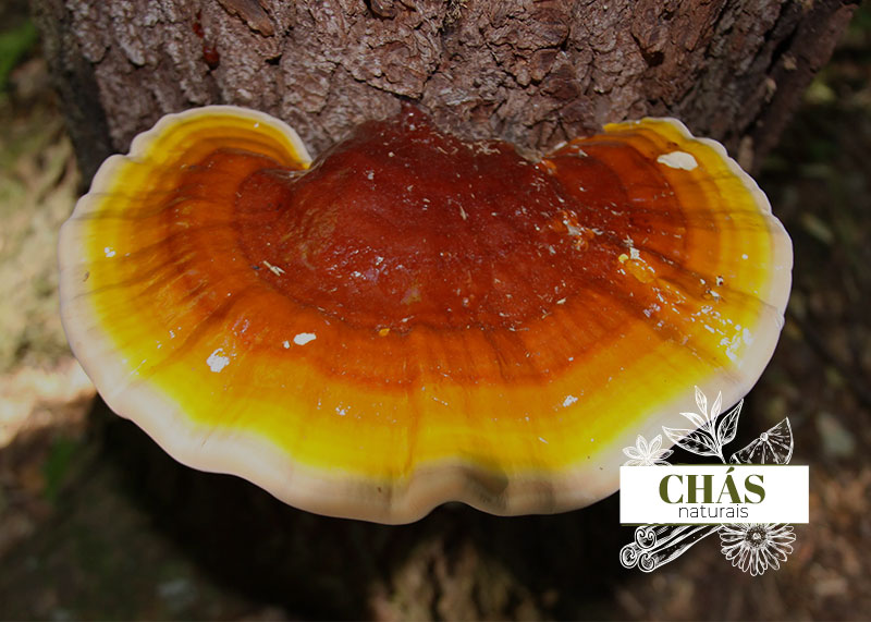 Reishi