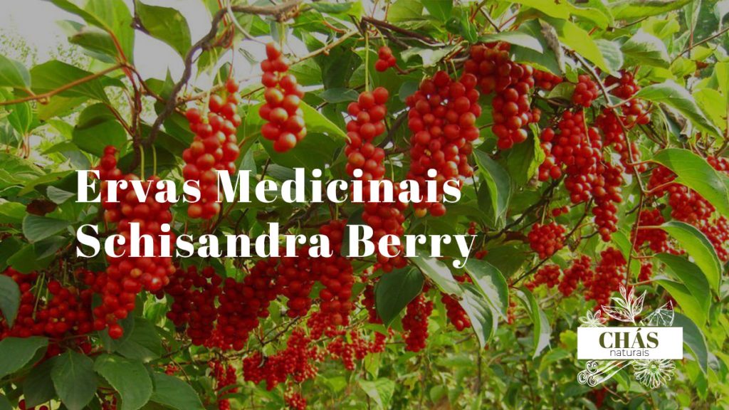 Schisandra Berry