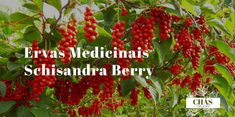 Schisandra Berry