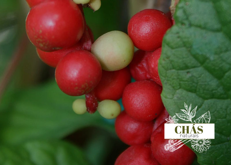 Schisandra Berry