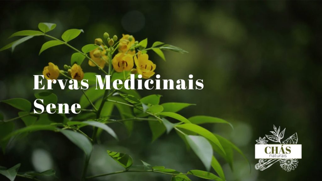 sene ervas medicinais