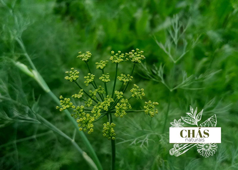 Flor de Funcho