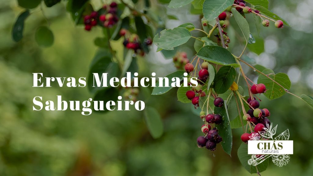 Sabugueiro