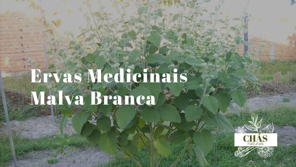 Malva Branca