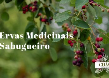 sabugueiro benefícios — flores brancas de Sambucus nigra