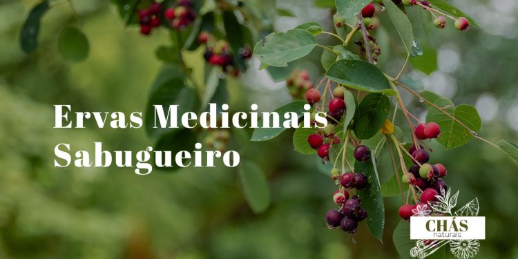 sabugueiro benefícios — flores brancas de Sambucus nigra