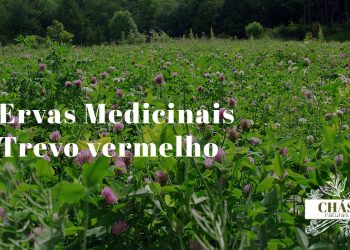 trevo vermelho benefícios — flores de Trifolium pratense