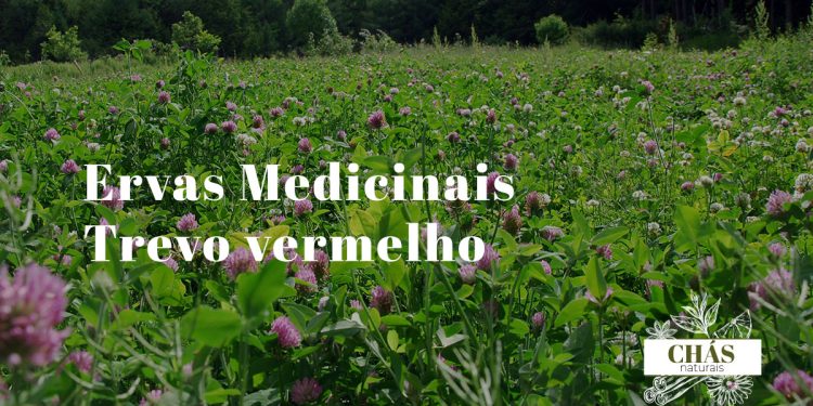 trevo vermelho benefícios — flores de Trifolium pratense