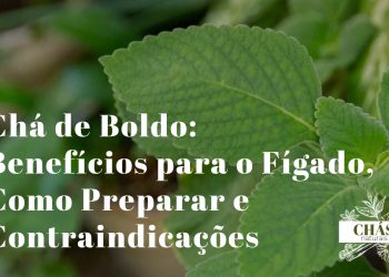 Chá de Boldo: Benefícios para o Fígado, Como Preparar e Contraindicações