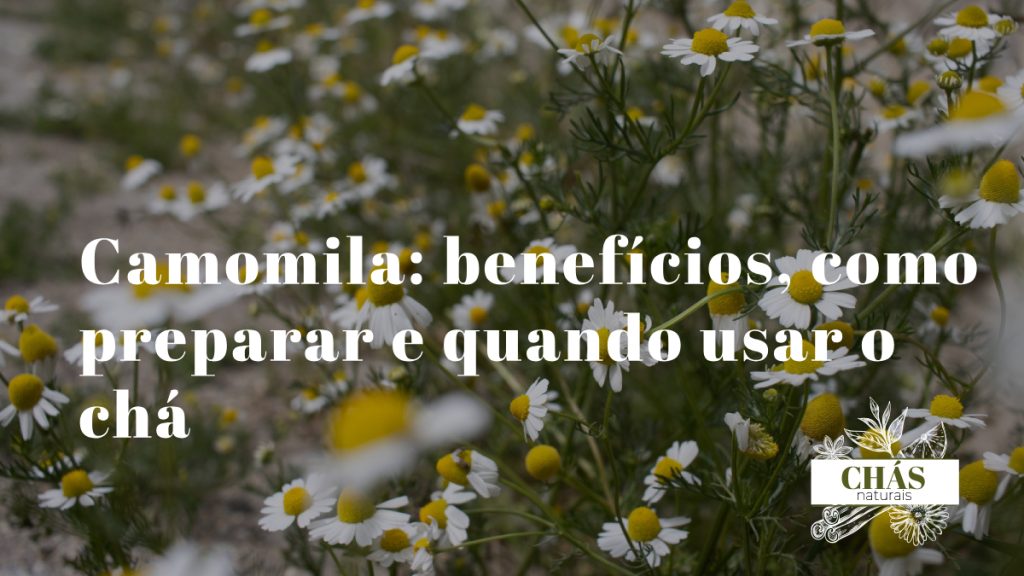 Flores de camomila secas para fazer chá medicinal