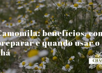 Flores de camomila secas para fazer chá medicinal