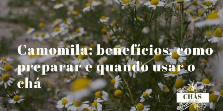 Flores de camomila secas para fazer chá medicinal