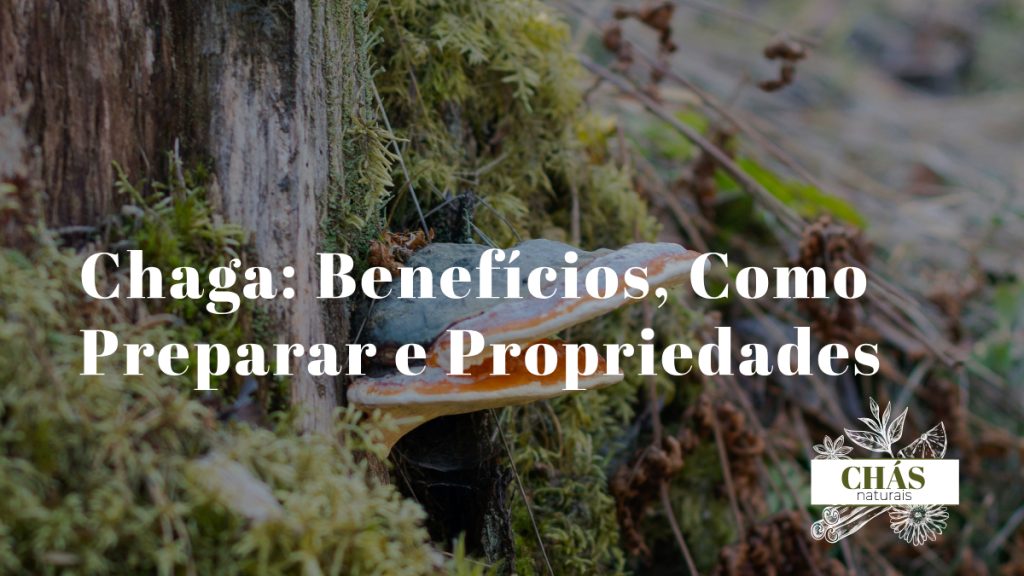chaga benefícios — fungo Inonotus obliquus em tronco de bétula