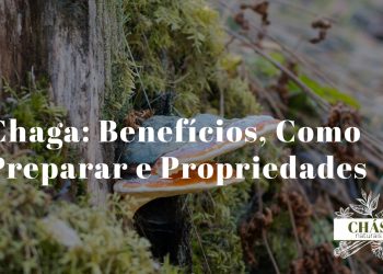 chaga benefícios — fungo Inonotus obliquus em tronco de bétula