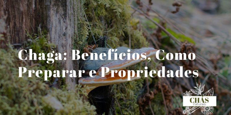 chaga benefícios — fungo Inonotus obliquus em tronco de bétula