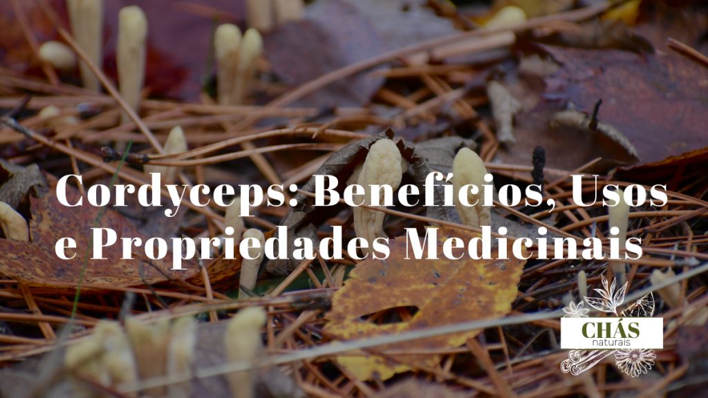 cordyceps benefícios — cogumelo Cordyceps militaris laranja