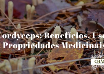 cordyceps benefícios — cogumelo Cordyceps militaris laranja