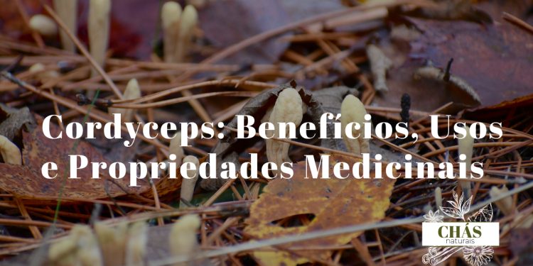 cordyceps benefícios — cogumelo Cordyceps militaris laranja