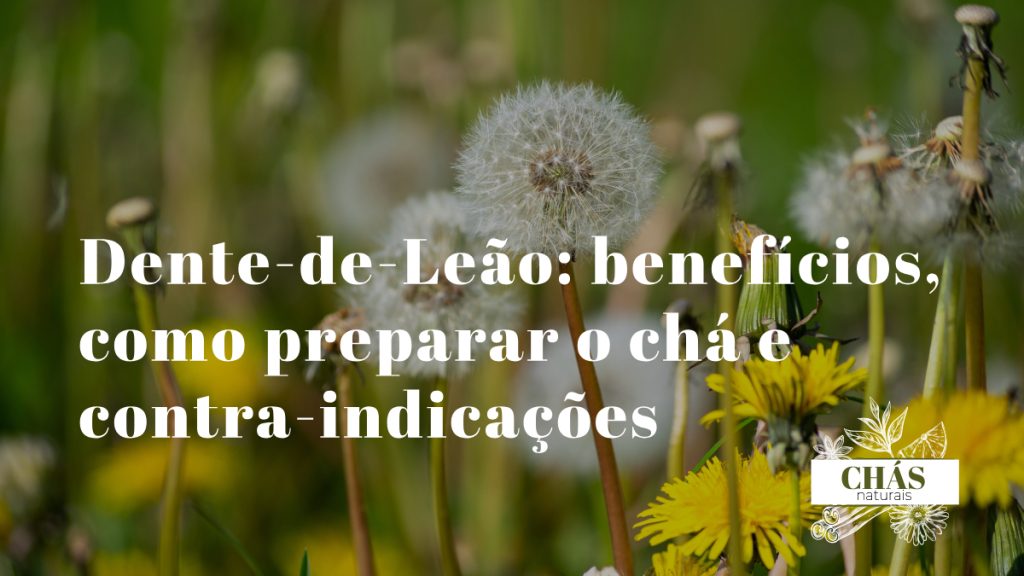 dente-de-leão benefícios — flores amarelas e folhas de Taraxacum officinale