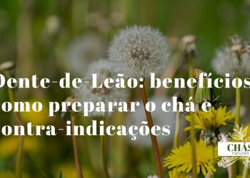 dente-de-leão benefícios — flores amarelas e folhas de Taraxacum officinale