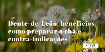 dente-de-leão benefícios — flores amarelas e folhas de Taraxacum officinale