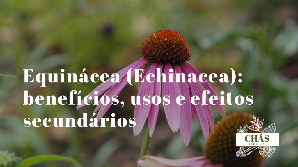 equinácea benefícios — flores roxas de Echinacea purpurea