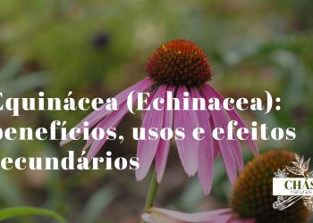 equinácea benefícios — flores roxas de Echinacea purpurea