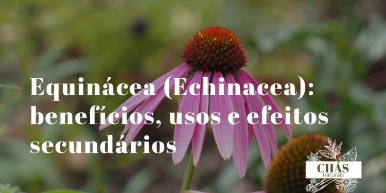 equinácea benefícios — flores roxas de Echinacea purpurea