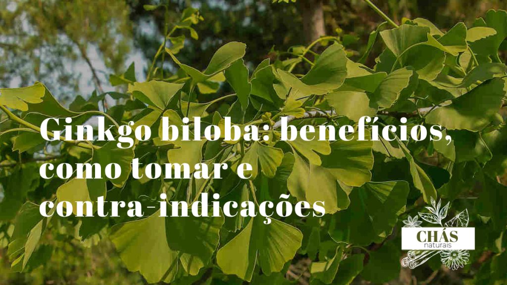 ginkgo biloba benefícios — folhas em forma de leque de Ginkgo biloba
