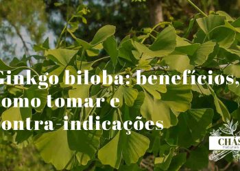 ginkgo biloba benefícios — folhas em forma de leque de Ginkgo biloba