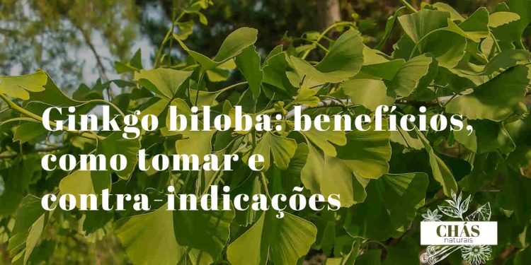 ginkgo biloba benefícios — folhas em forma de leque de Ginkgo biloba