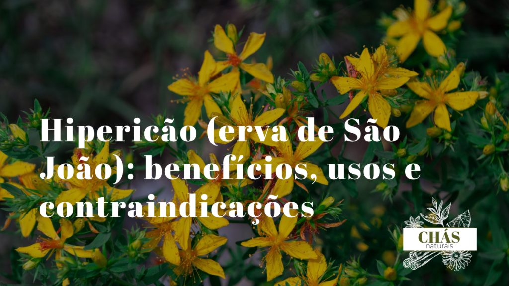 hipericão benefícios -- flores amarelas de erva de São João