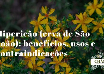 hipericão benefícios -- flores amarelas de erva de São João