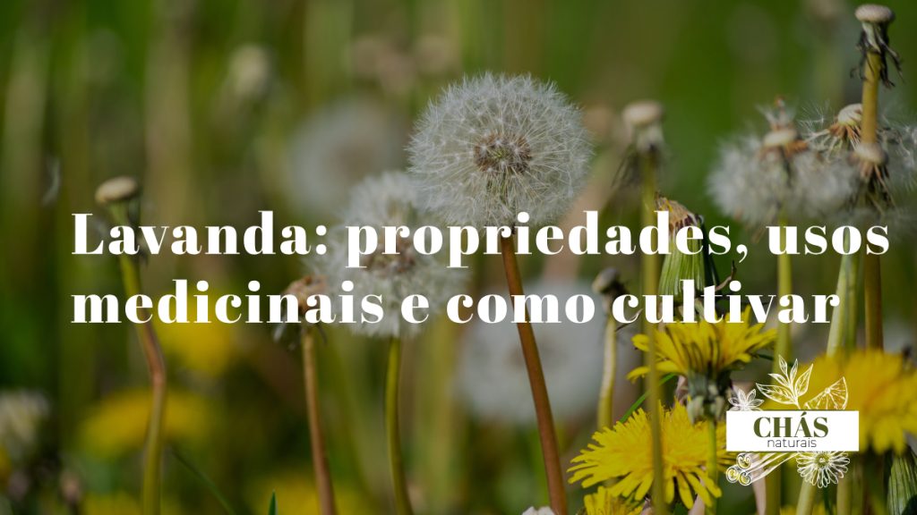 lavanda propriedades — campos de Lavandula angustifolia em flor